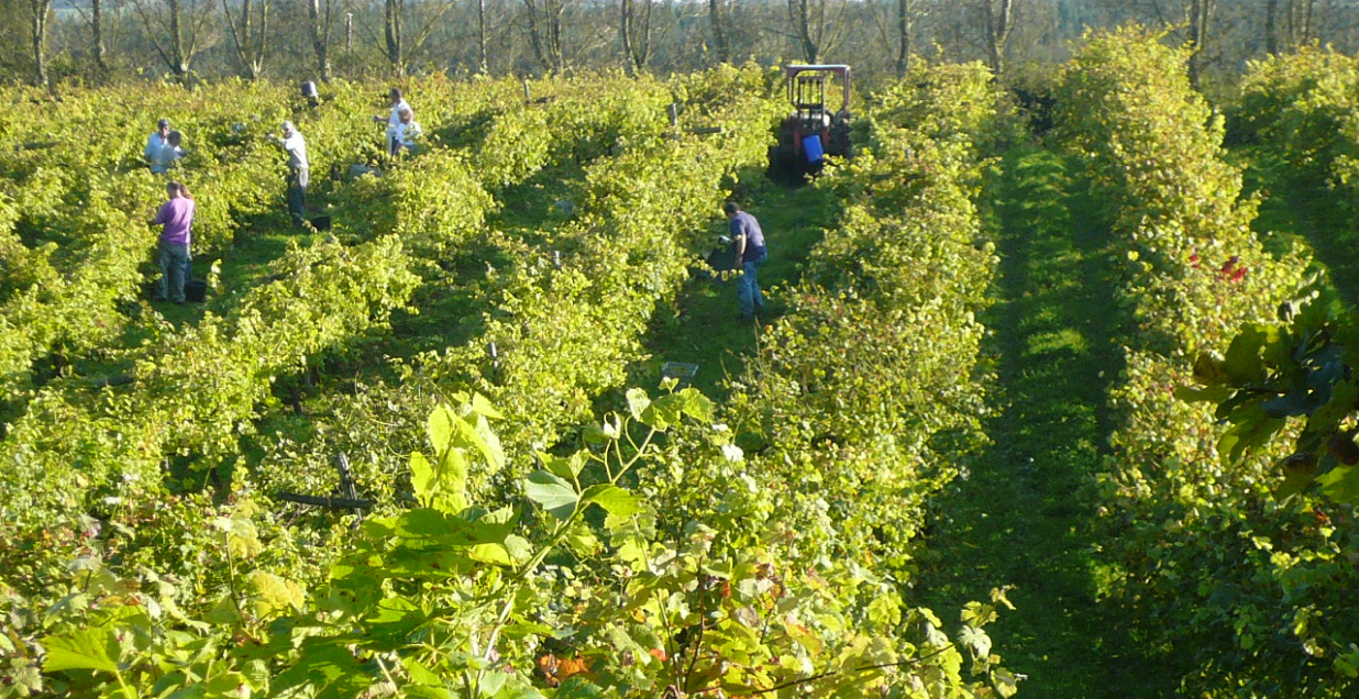 People working in the Carr Taylor Wines vineyard