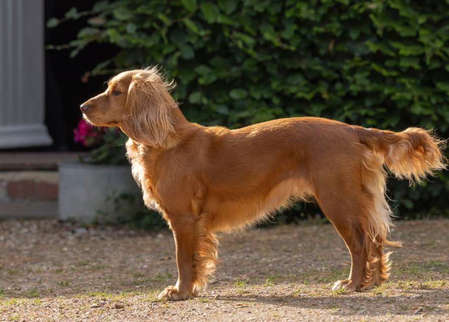 A cocker spaniel stands proudly outside the manor house at Mountfield Winery