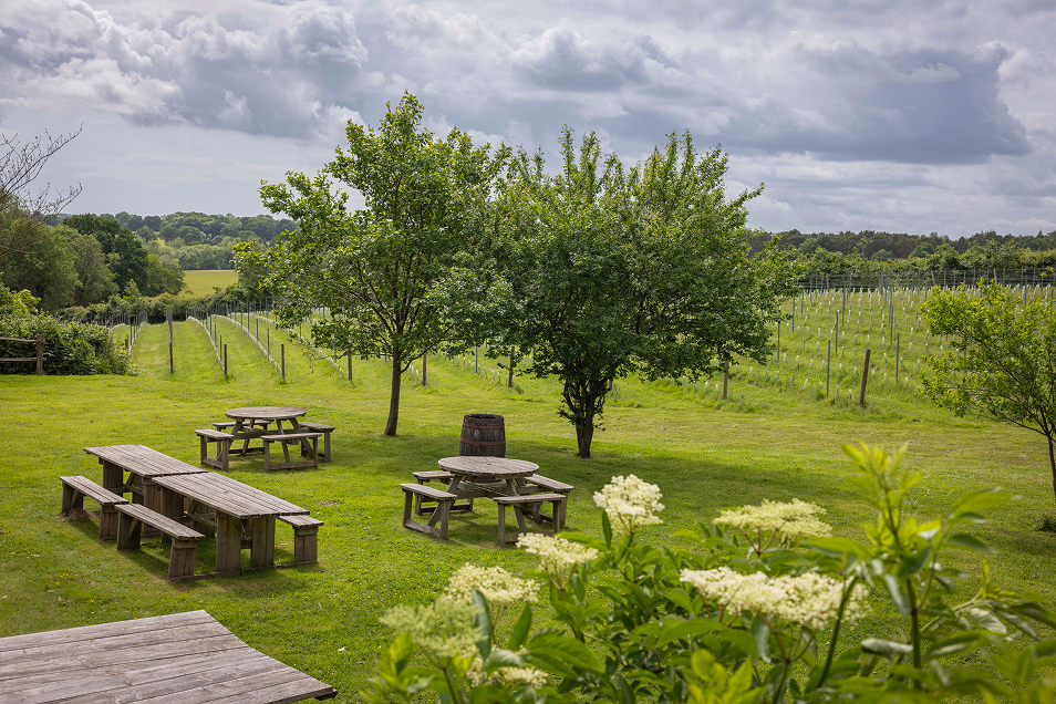 A view of the outside seating area infront of the vines at Sedlescombe Organic Vineyard