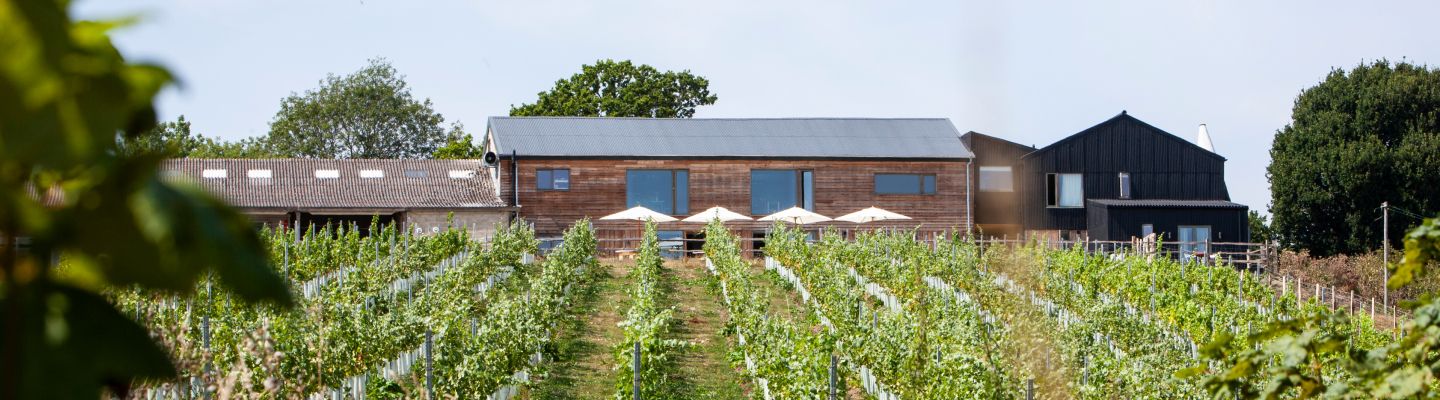 The vineyard in front of Tillingham restaurant with a row of parasols