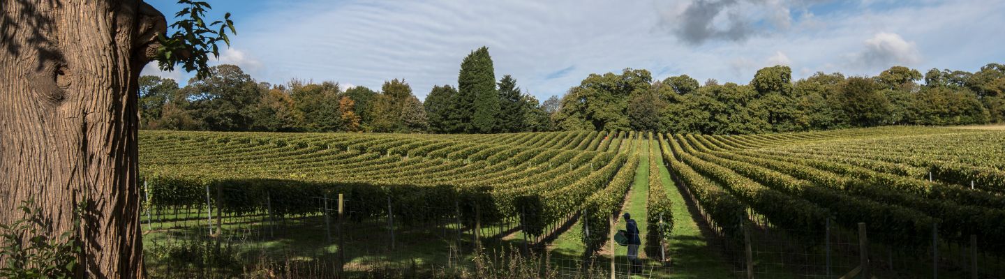 Rows of symmetrical vines and surrounding countryside at Mountfield Winery